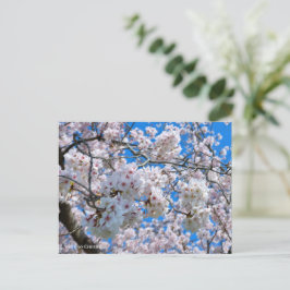 Yoshino Cherry Postkarte