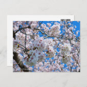 Yoshino Cherry Postkarte (Vorne/Hinten)
