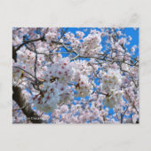 Yoshino Cherry Postkarte (Vorderseite)