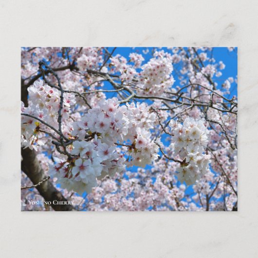 Yoshino Cherry Postkarte (Vorderseite)