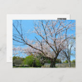 Yoshino Cherry Postkarte (Vorne/Hinten)