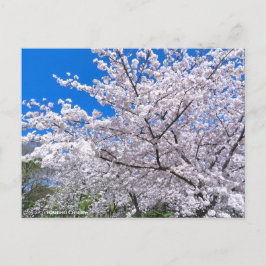 Yoshino Cherry Postkarte