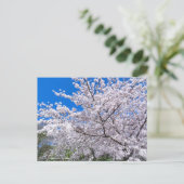Yoshino Cherry Postkarte (Stehend Vorderseite)