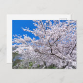 Yoshino Cherry Postkarte (Vorne/Hinten)