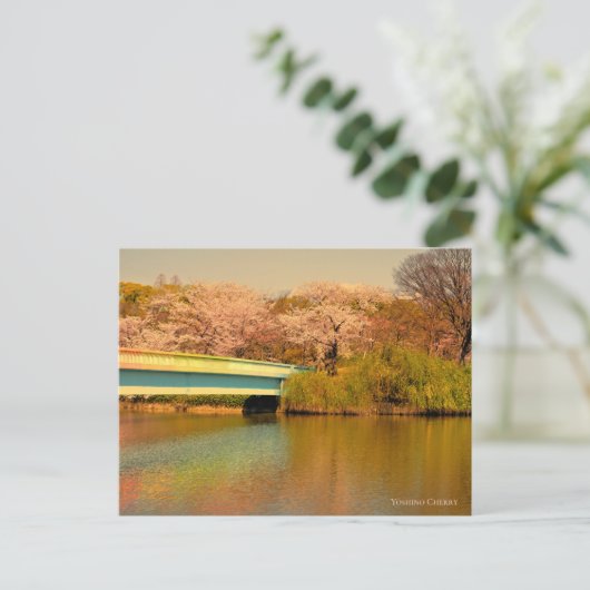 Yoshino Cherry Postkarte (Stehend Vorderseite)