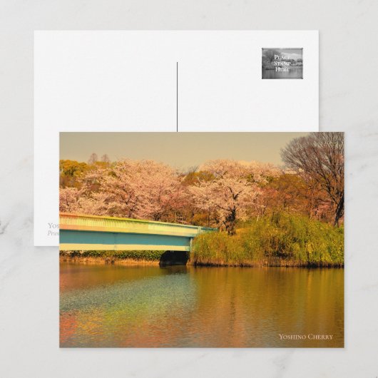 Yoshino Cherry Postkarte (Vorne/Hinten)