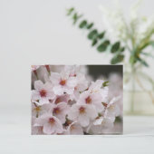 Yoshino Cherry Postkarte (Stehend Vorderseite)