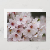 Yoshino Cherry Postkarte (Vorne/Hinten)