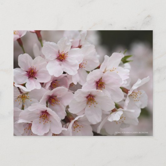 Yoshino Cherry Postkarte (Vorderseite)