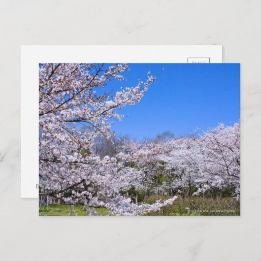 Yoshino Cherry Postkarte (Vorne/Hinten)