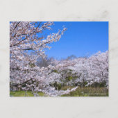 Yoshino Cherry Postkarte (Vorderseite)