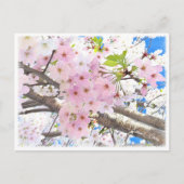 Yoshino Cherry Postkarte (Vorderseite)