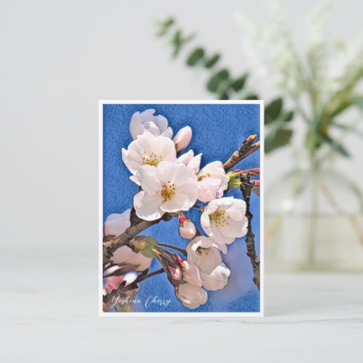 Yoshino Cherry Postkarte (Stehend Vorderseite)