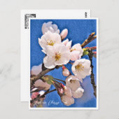 Yoshino Cherry Postkarte (Vorne/Hinten)
