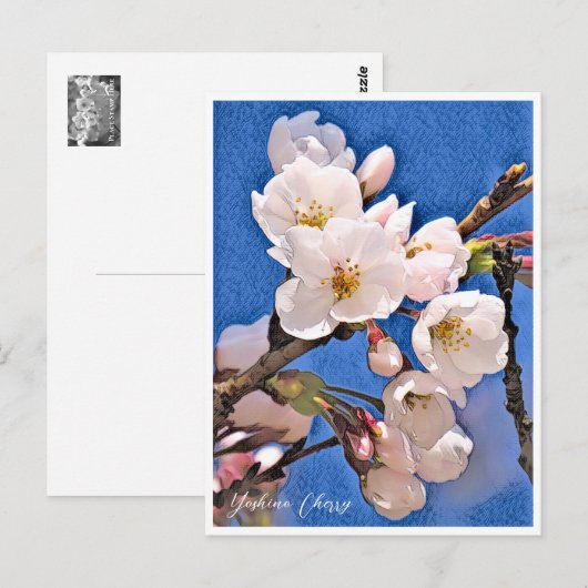 Yoshino Cherry Postkarte (Vorne/Hinten)