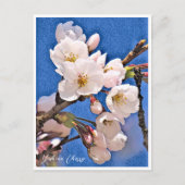 Yoshino Cherry Postkarte (Vorderseite)