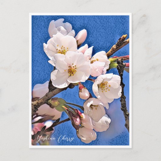 Yoshino Cherry Postkarte (Vorderseite)