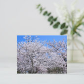 Yoshino Cherry Postkarte (Stehend Vorderseite)