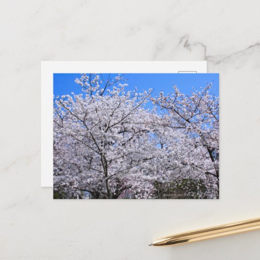 Yoshino Cherry Postkarte (Vorderseite/Rückseite Beispiel)