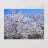 Yoshino Cherry Postkarte (Vorderseite)