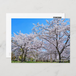 Yoshino Cherry Postkarte
