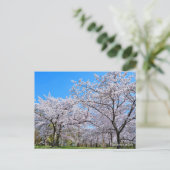 Yoshino Cherry Postkarte (Stehend Vorderseite)