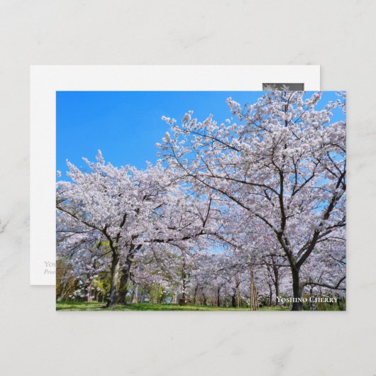 Yoshino Cherry Postkarte (Vorne/Hinten)