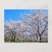 Yoshino Cherry Postkarte (Vorderseite)