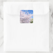 Yoshino Cherry Quadratischer Aufkleber (Tasche)