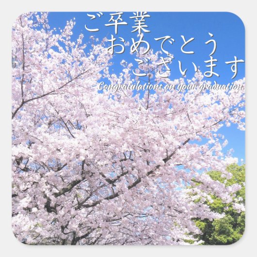 Yoshino Cherry Quadratischer Aufkleber (Vorderseite)