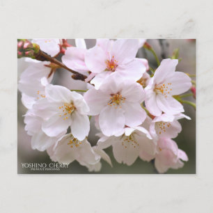 Yoshino Cherry (SAKURA):Postkarte Postkarte