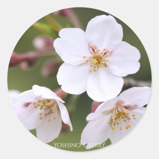 Yoshino Cherry:Seal Runder Aufkleber (Vorderseite)