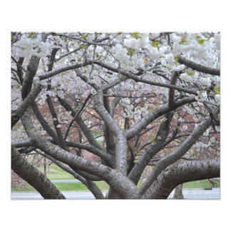 Yoshino Cherry Tree 16"x20" Foto Print