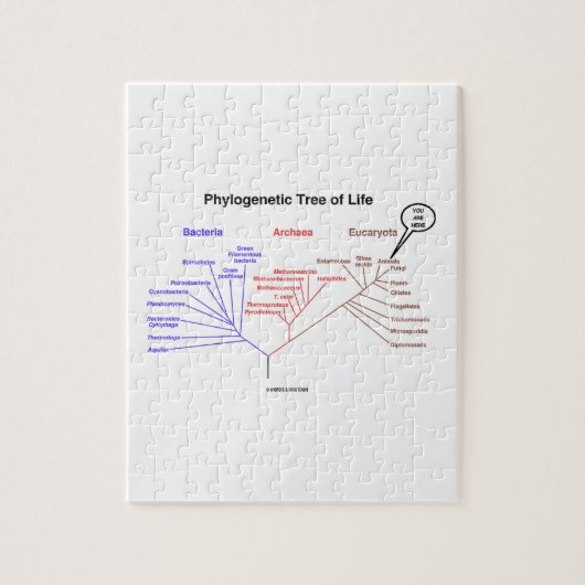 You Are Here Phylogenetic Tree Of Life Puzzle (Vertikal)