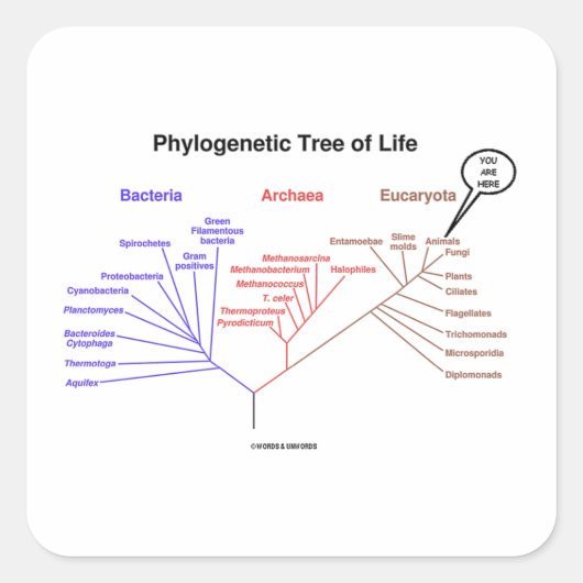 You Are Here Phylogenetic Tree Of Life Quadratischer Aufkleber (Vorderseite)