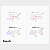 You Are Here Phylogenetic Tree Of Life Rechteckiger Aufkleber (Blatt)
