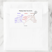 You Are Here Phylogenetic Tree Of Life Rechteckiger Aufkleber (Tasche)