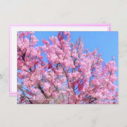 Youkou Cherry: Flat Card (Vorne/Hinten)