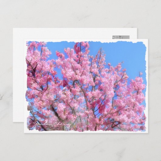 Youkou Cherry Postkarte (Vorne/Hinten)