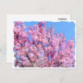 Youkou Cherry Postkarte