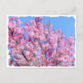 Youkou Cherry Postkarte (Vorderseite)