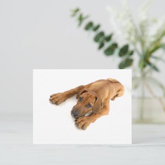 yound Rhodesian ridgeback Postkarte (Stehend Vorderseite)
