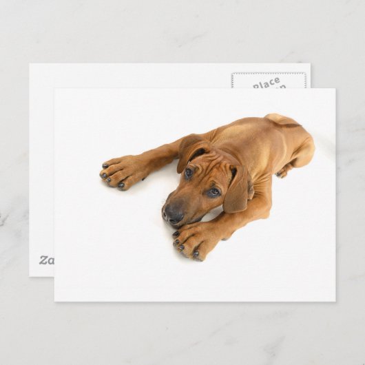 yound Rhodesian ridgeback Postkarte (Vorne/Hinten)