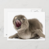 Young African Pinguin - Spheniscus demersus. Postkarte (Vorne/Hinten)