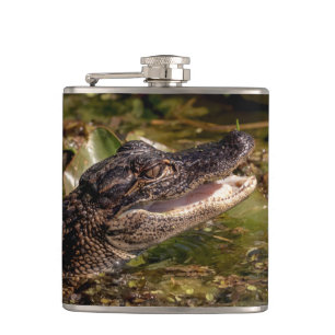 Young Alligator Flachmann