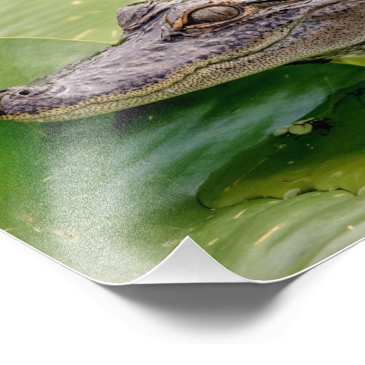 Young Alligator Fotodruck (Ecke)