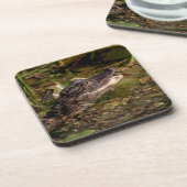 Young Alligator Getränkeuntersetzer (Linke Seite)