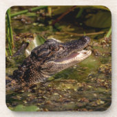 Young Alligator Getränkeuntersetzer (Vorderseite)