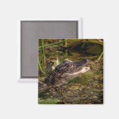 Young Alligator Magnet (Vorderseite/Rückseite)