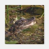 Young Alligator Magnet (Vorne)